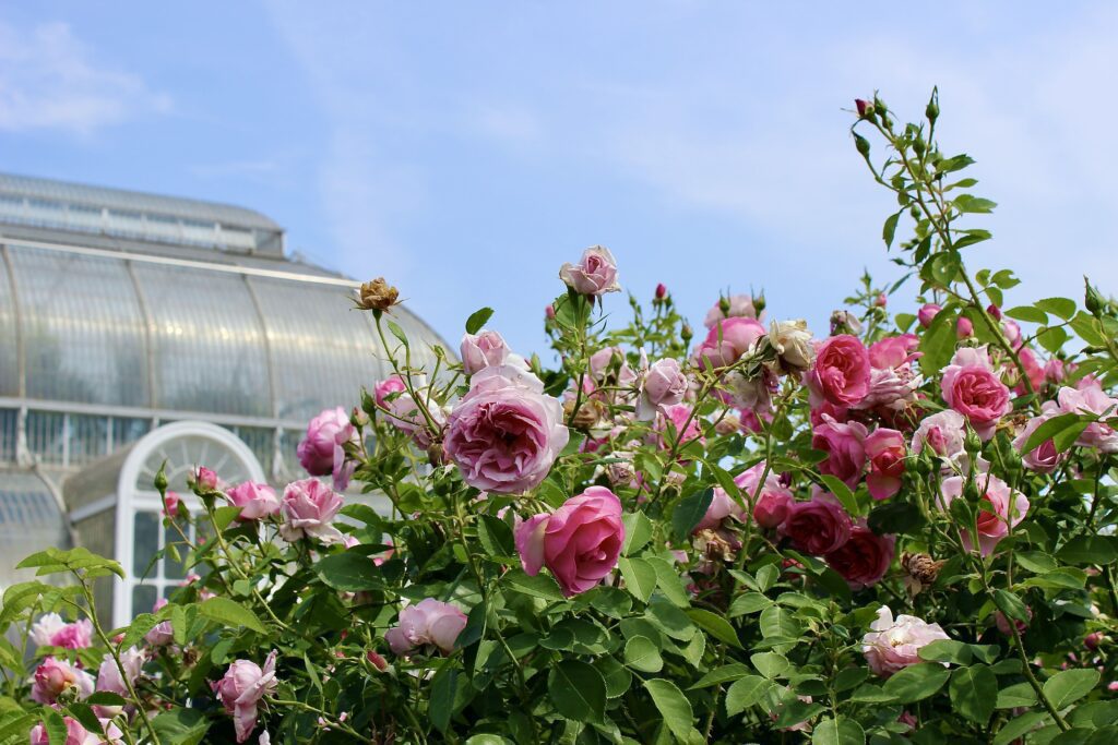 Beauty of Kew Gardens