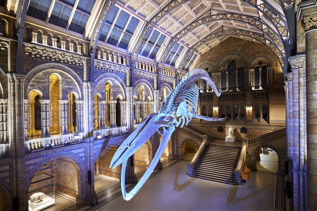 the Wonders of the Natural History Museum